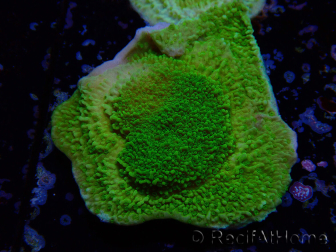 WYSIWYG Montipora Plateau Jaune/Vert 1G6