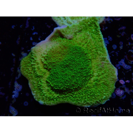 WYSIWYG Montipora Plateau Jaune/Vert 1G6