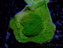 WYSIWYG Montipora Piatto Giallo/Verde