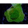 WYSIWYG Montipora Plato Amarillo/Verde