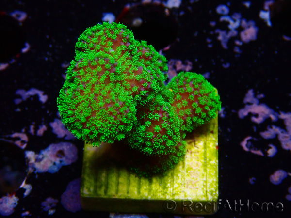 WYSIWYG Stylophora Rose polypes vert fluo