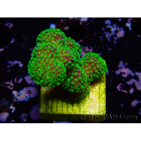 WYSIWYG Stylophora Rose polypes vert fluo
