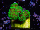 WYSIWYG Stylophora Rose polypes vert fluo