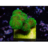 WYSIWYG Stylophora Rose polypes vert fluo