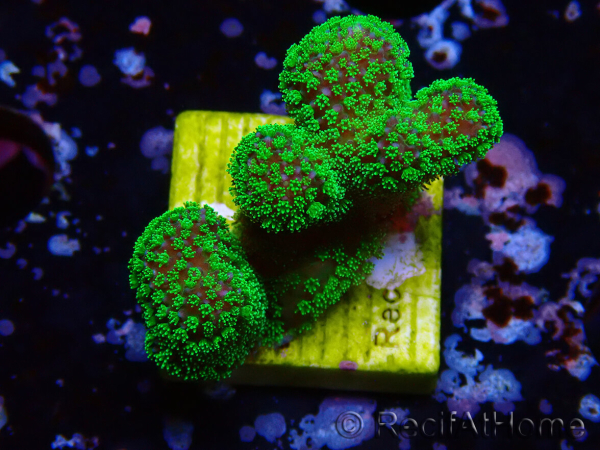 WYSIWYG Stylophora Rose polypes vert fluo