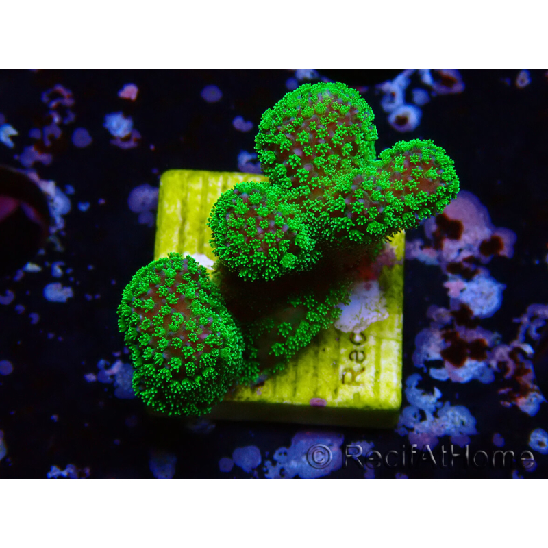 WYSIWYG Stylophora Rose fluoreszierend grüne Polypen
