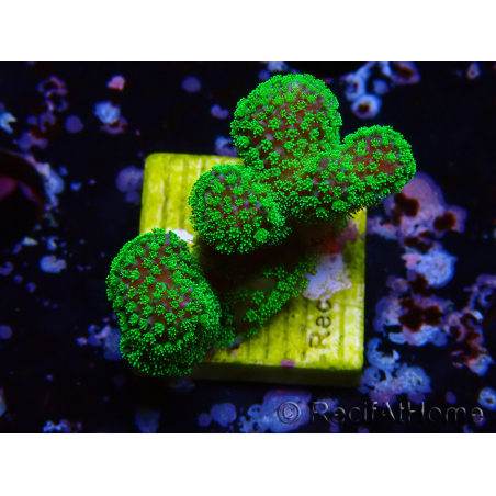 WYSIWYG Stylophora Rose polypes vert fluo