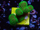 WYSIWYG Stylophora Rosa polipi verde fluorescente