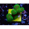 WYSIWYG Stylophora Rose fluoreszierend grüne Polypen