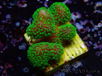 WYSIWYG Stylophora Rose polypes vert fluo 1H5