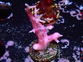 WYSIWYG Seriatopora histrix pink