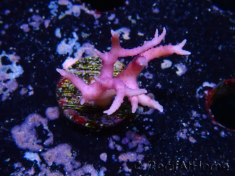 WYSIWYG Seriatopora histrix rosa