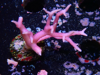 WYSIWYG Seriatopora histrix rose 1J3