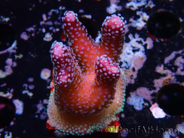 WYSIWYG Stylophora Polipi Blu Rosa