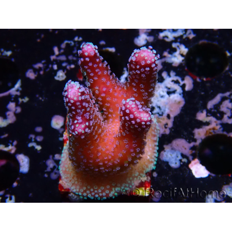 WYSIWYG Stylophora Polipi Blu Rosa