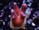WYSIWYG Stylophora Polipi Blu Rosa