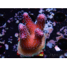 WYSIWYG Stylophora Polipi Blu Rosa