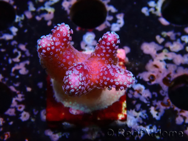 WYSIWYG Stylophora Polipos Rosa Azul