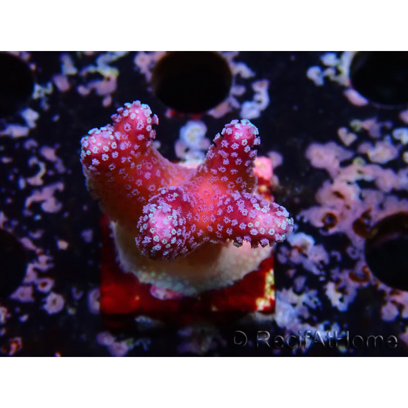 WYSIWYG Stylophora Polipos Rosa Azul