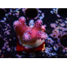 WYSIWYG Stylophora Polipos Rosa Azul