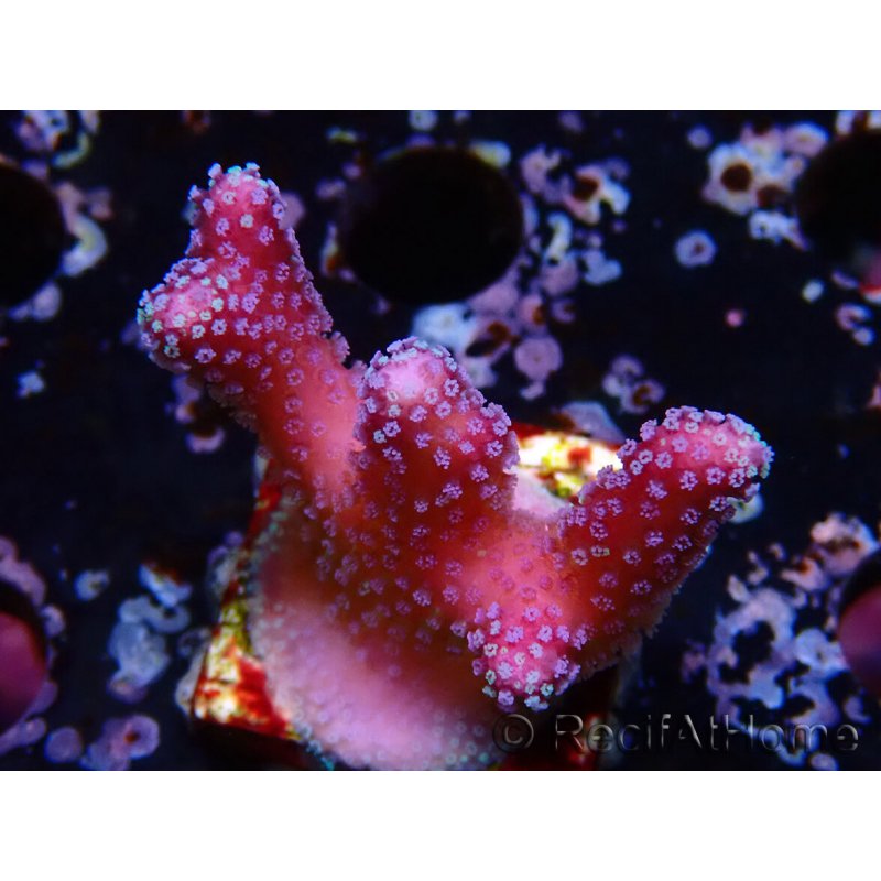 WYSIWYG Stylophora Pink Blue Polyps