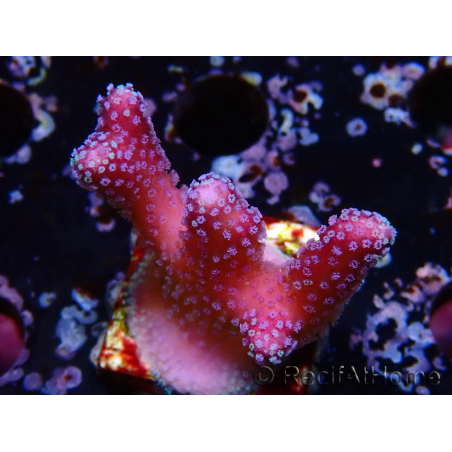 WYSIWYG Stylophora Pink Blue Polyps