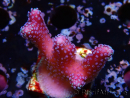 WYSIWYG Stylophora Pink Blue Polyps