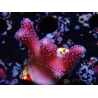 WYSIWYG Stylophora Pink Blue Polyps