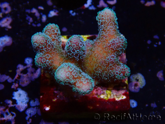 WYSIWYG RAH Stylophora Metallic Blue