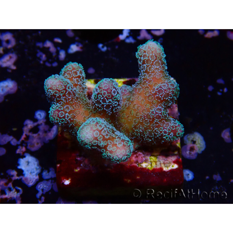 WYSIWYG RAH Stylophora Metallic Blue