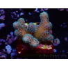 WYSIWYG RAH Stylophora Metallic Blue