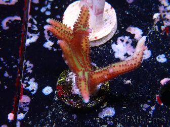 WYSIWYG Seriatopora caliendrum Pink