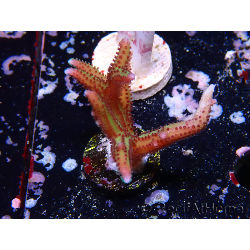 WYSIWYG Seriatopora caliendrum Pink