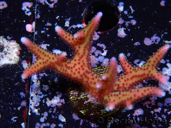 WYSIWYG Seriatopora caliendrum Rosa