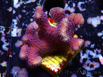 WYSIWYG Stylophora Purple Thin Branch