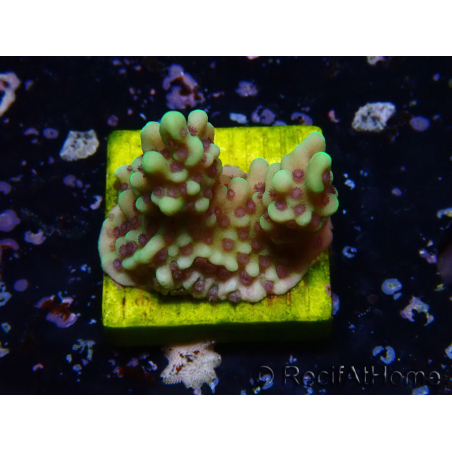 WYSIWYG Montipora undata 1O6