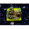 WYSIWYG Montipora undata