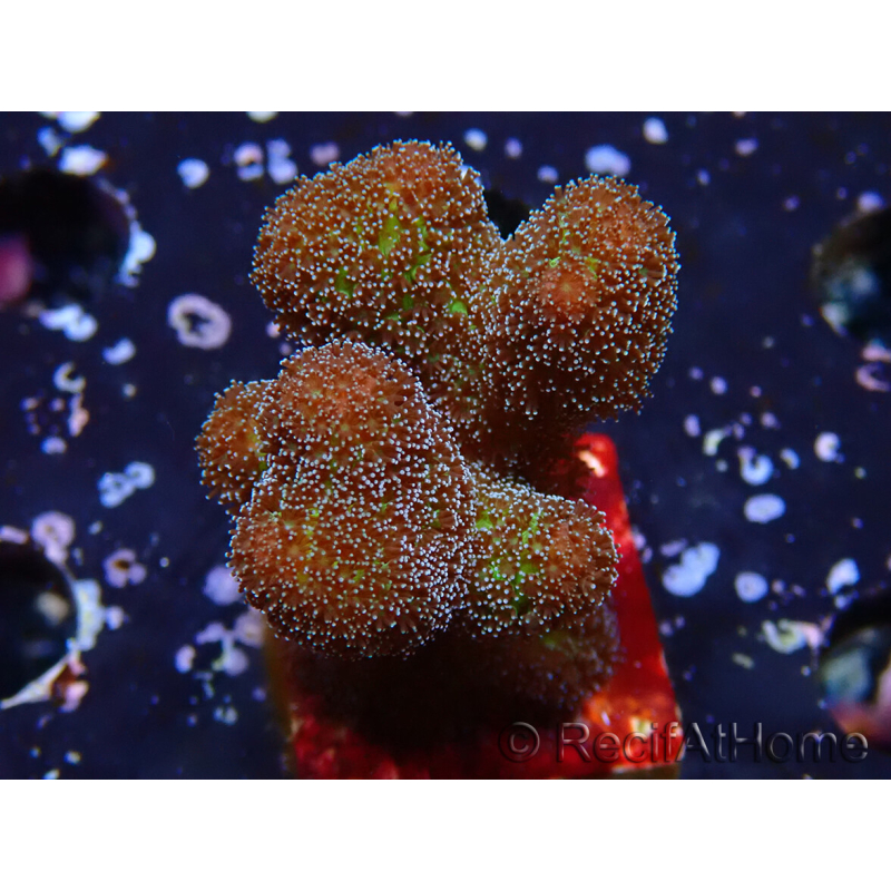 WYSIWYG Stylophora Pinkish