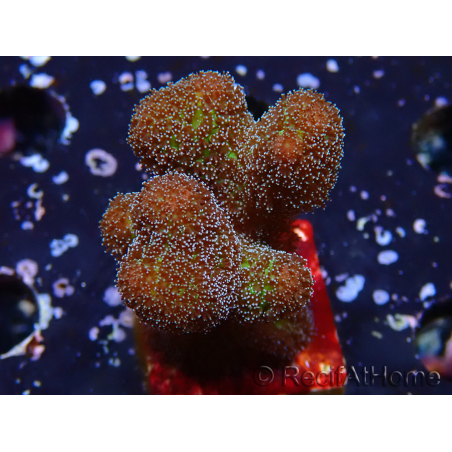 WYSIWYG Stylophora Pinkish