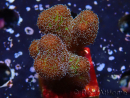 WYSIWYG Stylophora Pinkish