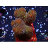WYSIWYG Stylophora Pinkish