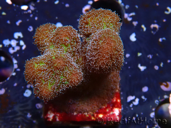 WYSIWYG Stylophora Rosada