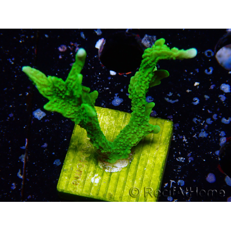 WYSIWYG Montipora stellata