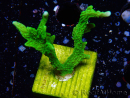 WYSIWYG Montipora stellata