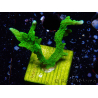 WYSIWYG Montipora stellata