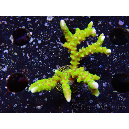 WYSIWYG - BR Green Goblin Anacropora