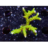 WYSIWYG - BR Green Goblin Anacropora