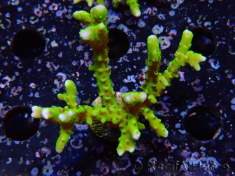 WYSIWYG - BR Green Goblin Anacropora