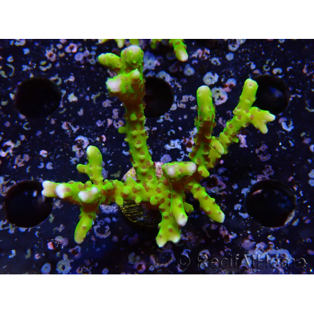 WYSIWYG - BR Green Goblin Anacropora