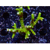 WYSIWYG - BR Green Goblin Anacropora